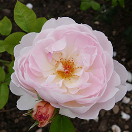 Rosier 'Gentle Hermione'